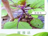 青岛小学科学五下《14.植物的“分身术”》PPT课件-(2)