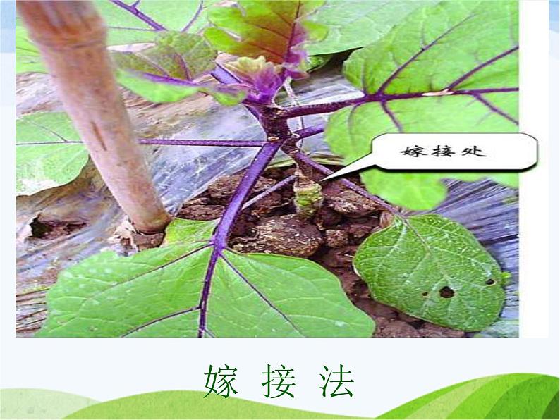 青岛小学科学五下《14.植物的“分身术”》PPT课件-(2)第5页