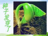 青岛小学科学五下《10.种子发芽了》PPT课件-(7)