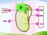 青岛小学科学五下《10.种子发芽了》PPT课件-(7)