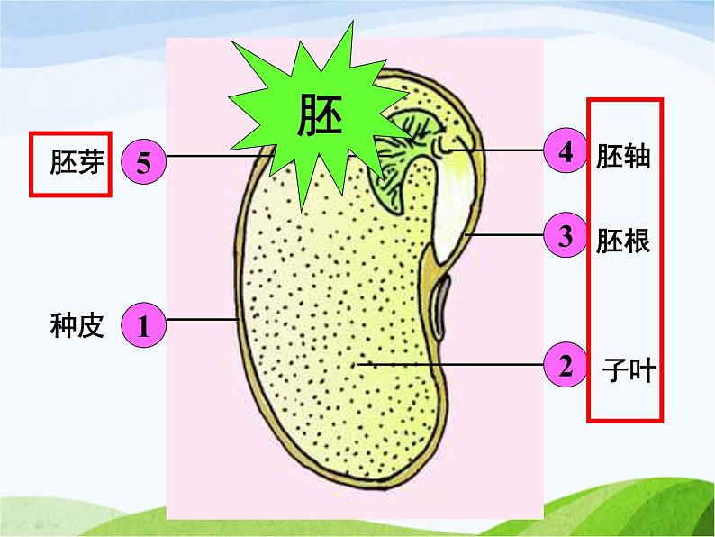 青岛小学科学五下《10.种子发芽了》PPT课件-(7)03