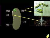 青岛小学科学五下《10.种子发芽了》PPT课件-(7)