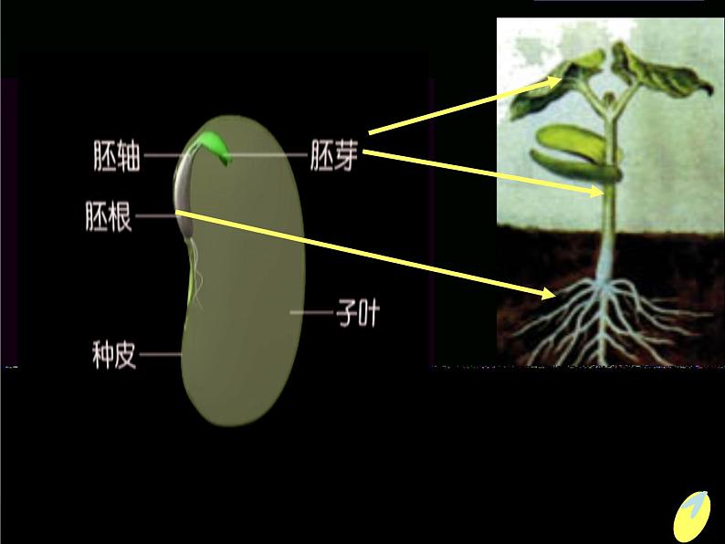 青岛小学科学五下《10.种子发芽了》PPT课件-(7)04