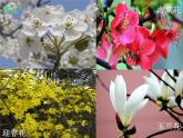 青岛小学科学五下《12.植物的花》PPT课件-(4)