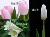 青岛小学科学五下《12.植物的花》PPT课件-(4)