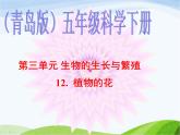 青岛小学科学五下《12.植物的花》PPT课件-(2)