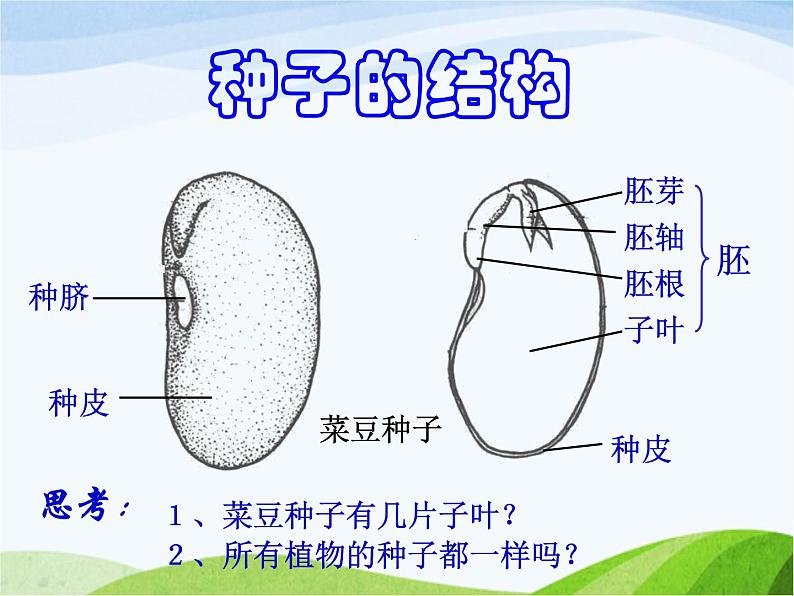 青岛小学科学五下《10.种子发芽了》PPT课件-(4)第3页