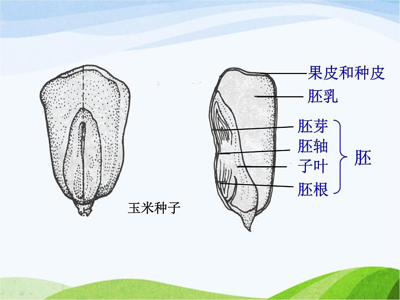 青岛小学科学五下《10.种子发芽了》PPT课件-(4)第4页