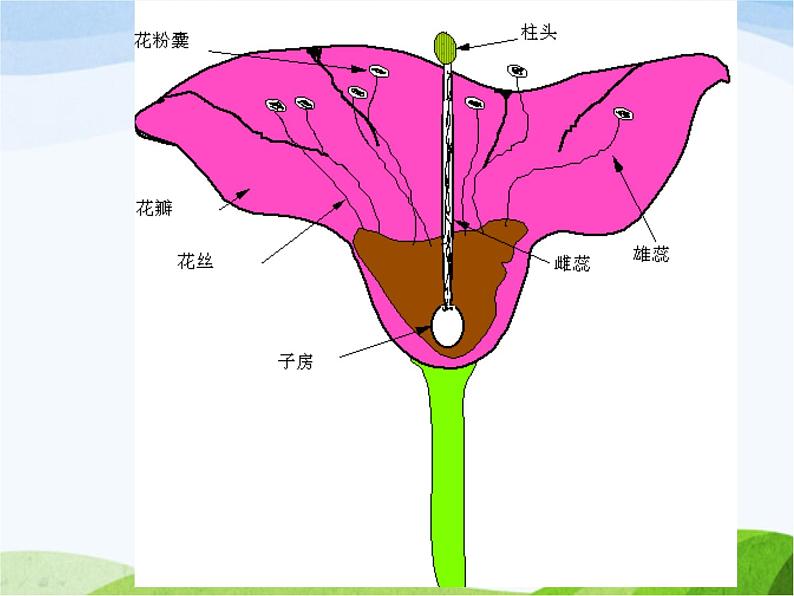 青岛小学科学四上《5-花和果实》PPT课件-(1)05