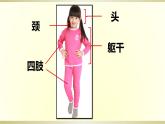 小学科学教科版二年级下册第二单元第1课《观察我们的身体》课件9