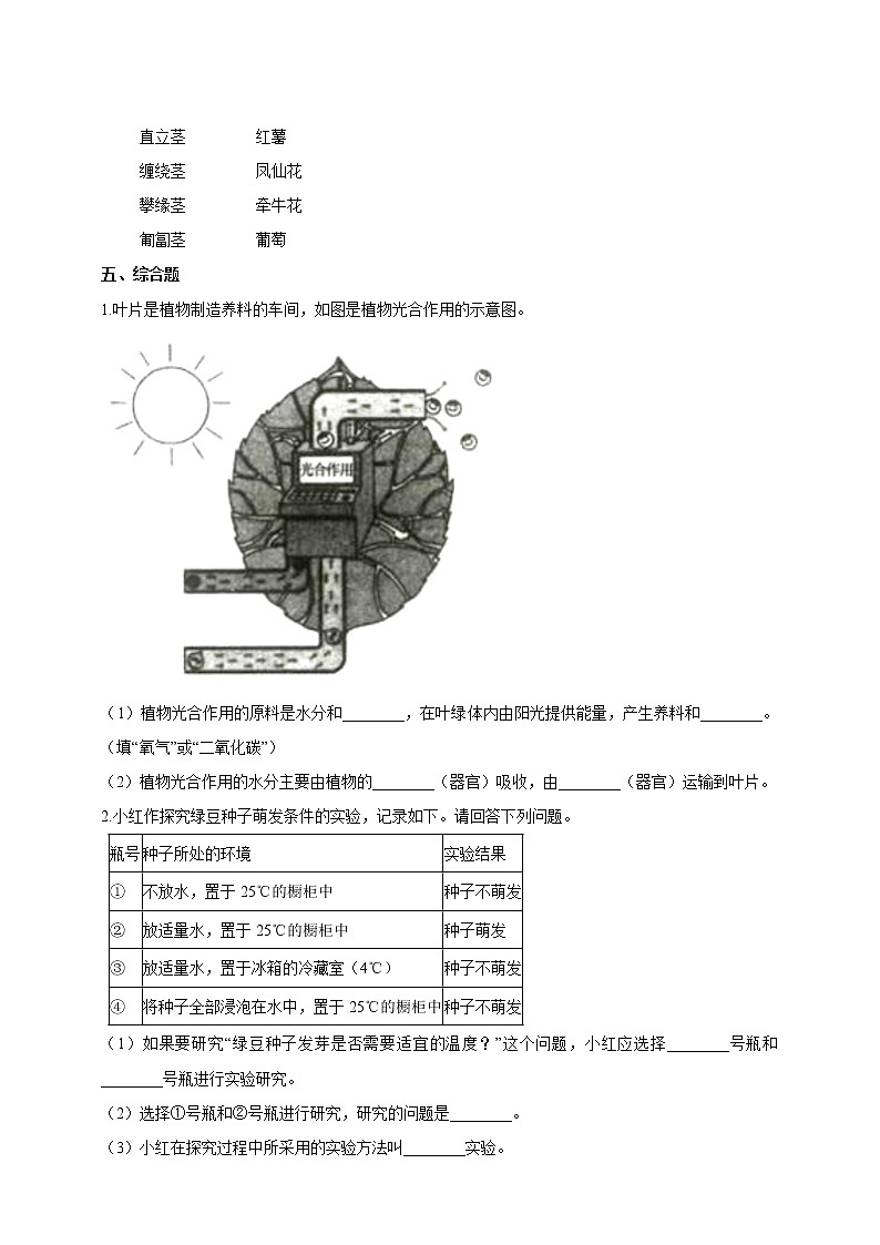 1.4《茎和叶》练习02