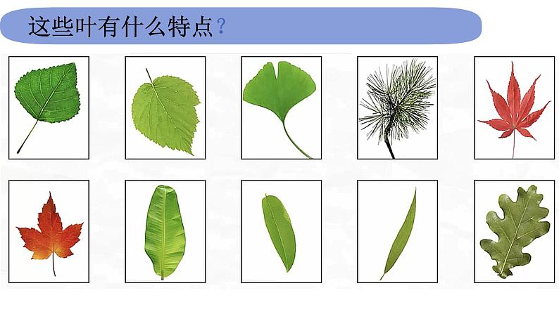 1.1.3《观察叶》课件PPT03