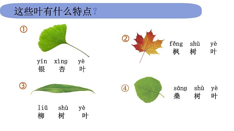 1.1.3《观察叶》课件PPT08