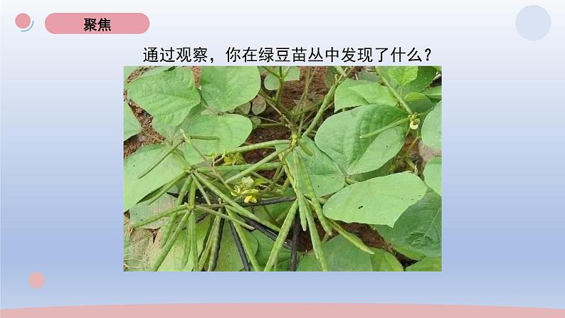 小学科学教科版五年级下册第一单元第6课《食物链与食物网》课件20（2022新版）02