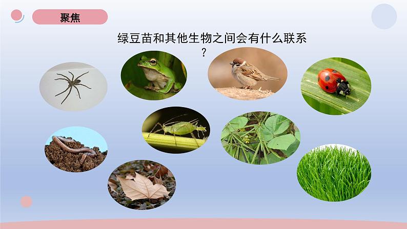 小学科学教科版五年级下册第一单元第6课《食物链与食物网》课件20（2022新版）03