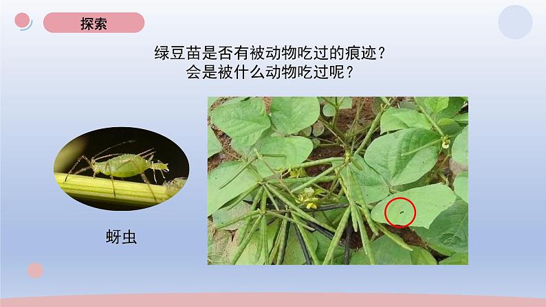 小学科学教科版五年级下册第一单元第6课《食物链与食物网》课件20（2022新版）04