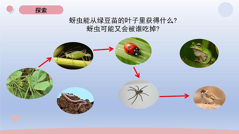 小学科学教科版五年级下册第一单元第6课《食物链与食物网》课件20（2022新版）05