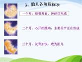 青岛小学科学六下《2.-我从哪里来》PPT课件-(1)