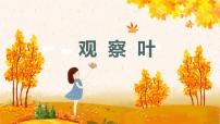 小学科学教科版 (2017)一年级上册3.观察叶课文ppt课件