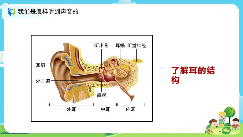 4.1.4《我们是怎样听到声音的》课件+教案03