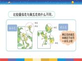 1.3《植物开花了》课件+教案设计