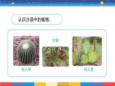 2.6《沙漠中的植物》課件+教案設(shè)計