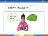 2.6《沙漠中的植物》課件+教案設(shè)計