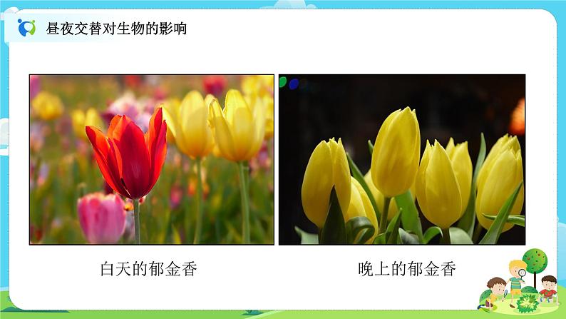 6.2.7《昼夜和四季变化对生物的影响》课件+教案06
