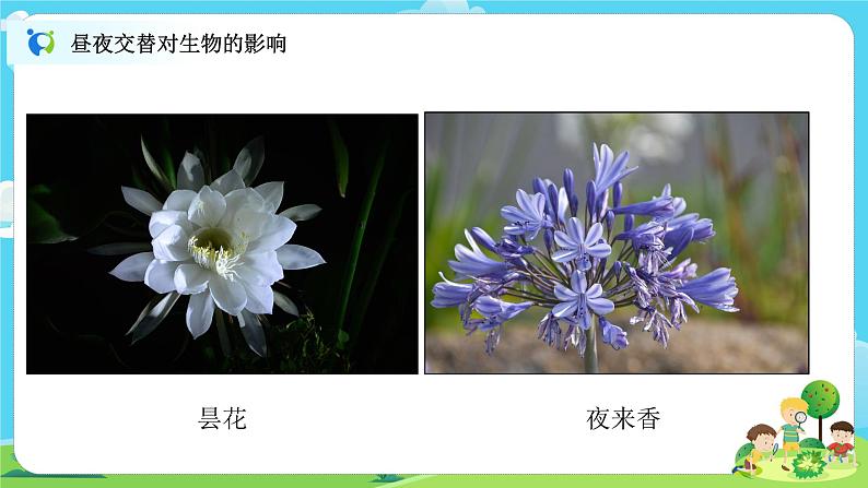 6.2.7《昼夜和四季变化对生物的影响》课件+教案07