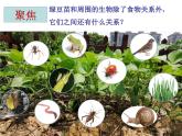 《设计和制作生态瓶》课件PPT