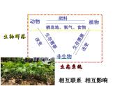 《设计和制作生态瓶》课件PPT