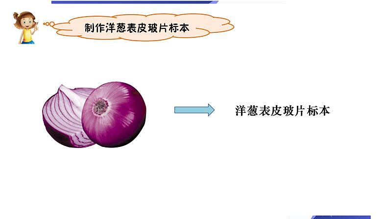 教科版六上《微小世界》单元第4课：《观察洋葱表皮细胞》教学课件第3页