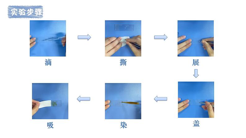 教科版六上《微小世界》单元第4课：《观察洋葱表皮细胞》教学课件第5页