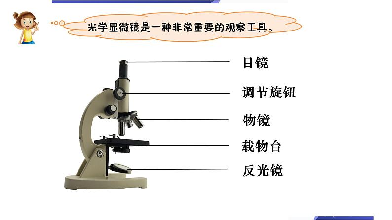 教科版六上《微小世界》单元第4课：《观察洋葱表皮细胞》教学课件第6页