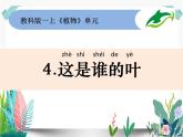 教科版科学 一上1-4《这是谁的叶》课件PPT