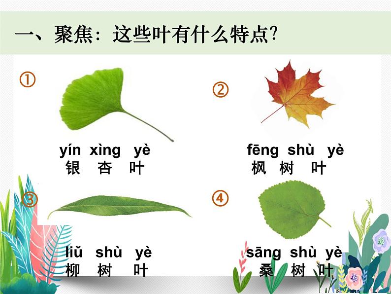 教科版科学 一上1-3《观察叶》课件PPT08