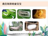 教科版科学 三上2-4《蚕变了新模样》课件PPT