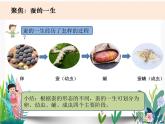 教科版科学 三下2-6《蚕的一生》课件PPT