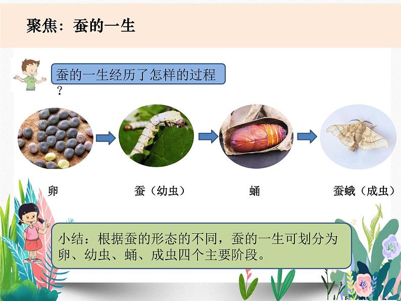 教科版科学 三下2-6《蚕的一生》课件PPT03