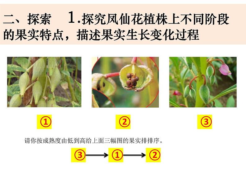 四下1-6《果实和种子》课件PPT04