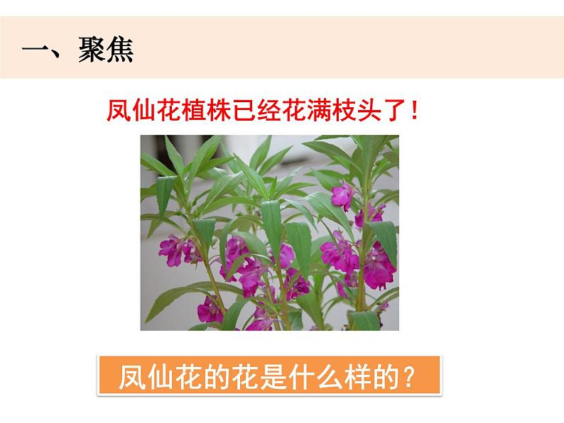 四下《凤仙花开花了》课件PPT02