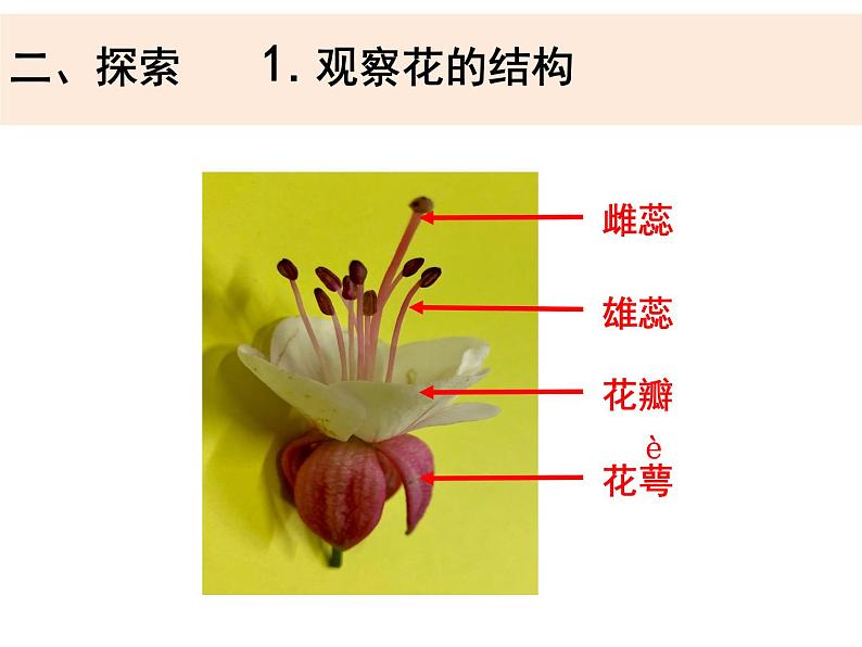 四下《凤仙花开花了》课件PPT05