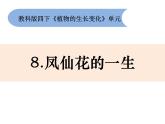 四下1-8《凤仙花的一生》(2)课件PPT