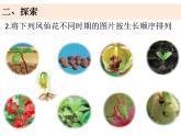 四下1-8《凤仙花的一生》(2)课件PPT