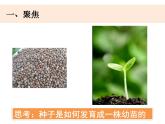 四下1-2《种植凤仙花》课件PPT