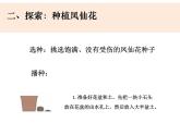 四下1-2《种植凤仙花》课件PPT