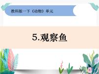 科学一年级下册5.观察鱼课前预习ppt课件