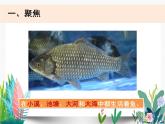 教科版科学 一下2-5《观察鱼》课件PPT