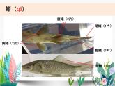 教科版科学 一下2-5《观察鱼》课件PPT