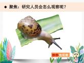 教科版科學(xué) 一下2-3《觀察一種動物》課件PPT